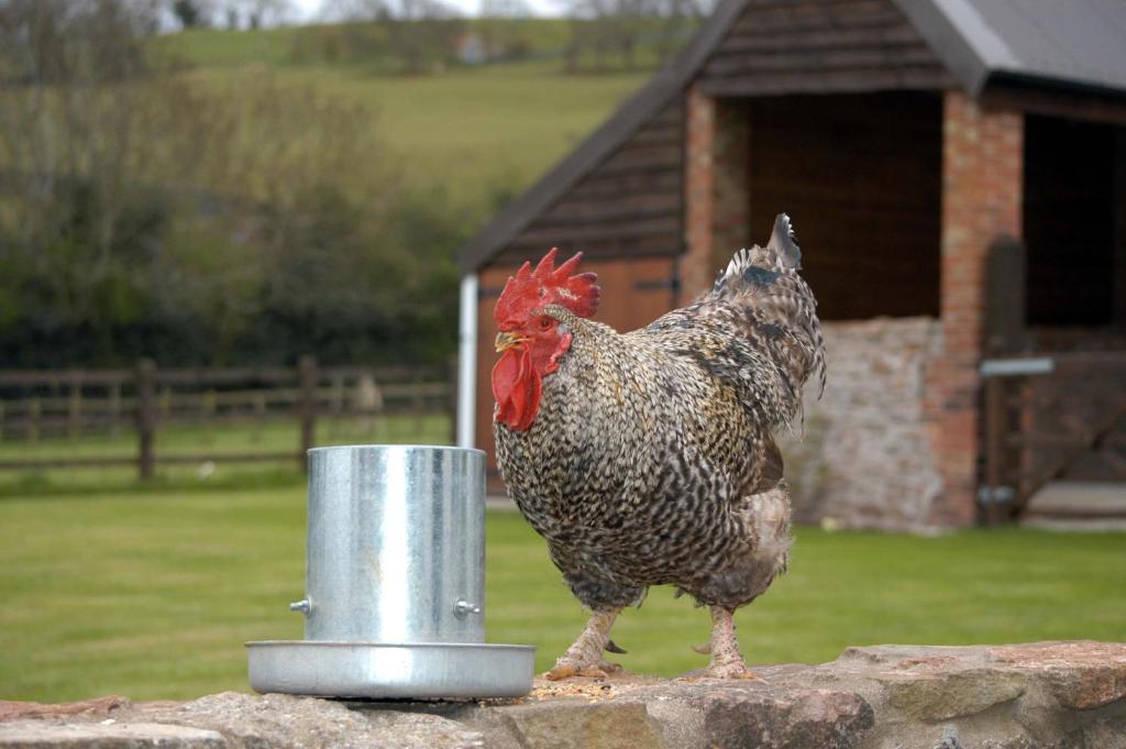 School Farm Bed and Breakfast Blagdon Kamer foto