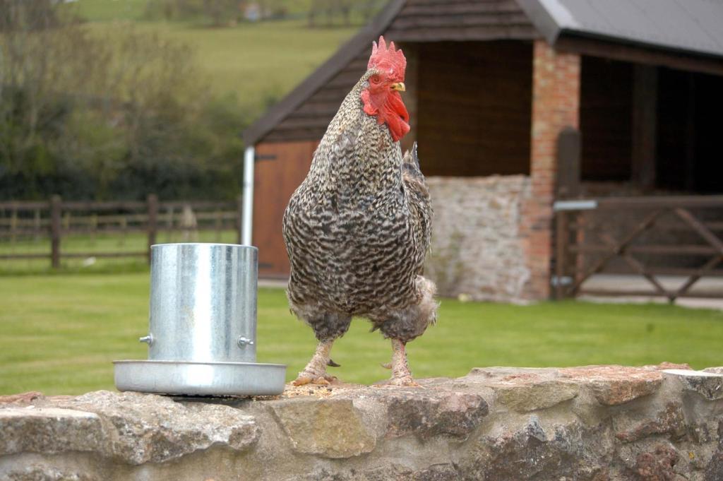 School Farm Bed and Breakfast Blagdon Buitenkant foto